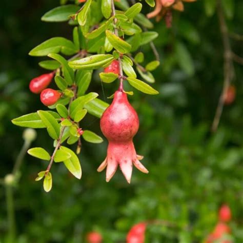 All About the Dwarf Pomegranate - Minneopa Orchards