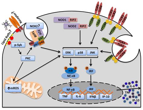 Syk Signaling Pathway