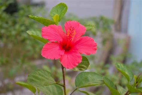 "Hawaiian Hibiscus" Images – Browse 4,466 Stock Photos, Vectors, and ...