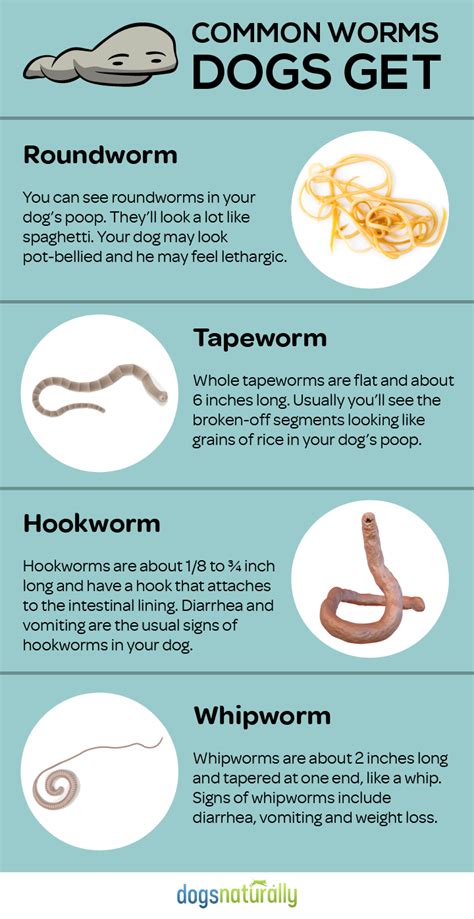 Everyday Foods To Get Rid Of Dog Worms | Worms in dogs, Vet medicine ...