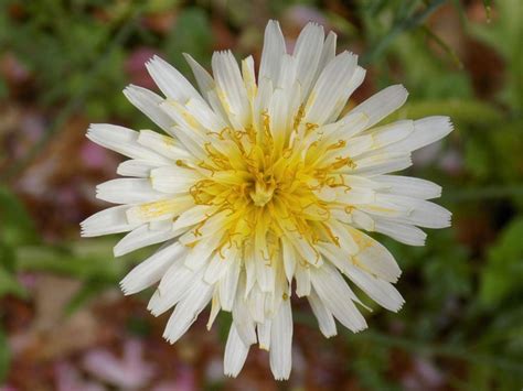 Varieties Of Dandelion – Different Dandelion Flowers In The Garden