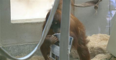 Cerah The Sumatran Orangutan Celebrates 1st Birthday - CBS Colorado