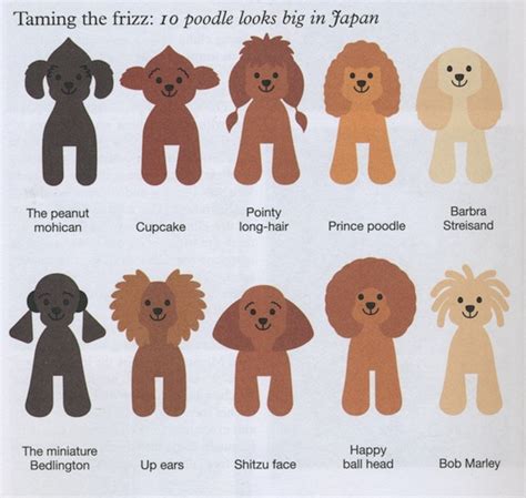 Poodle ( Standard Poodle ) - Dog Breed Standards