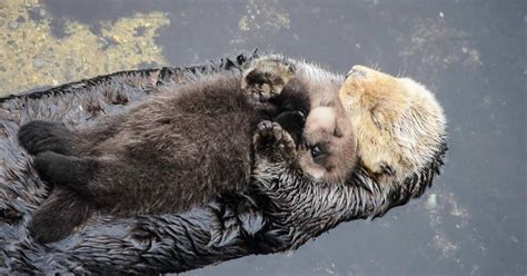 Baby Otter Sleeps In Mom's Tummy As She Floats In Water Most Beautiful ...