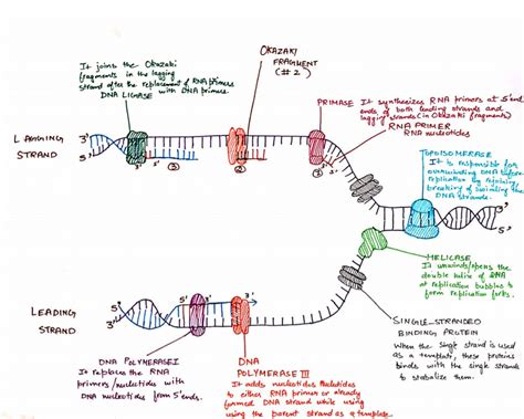 DNA Replication Hand Written Diagram - Etsy