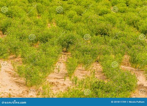 An Isolated Area of Lush Vegetation in the Thar Desert in Rajasthan ...