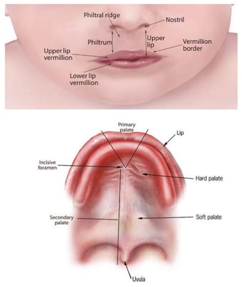 Upper Lip Anatomy