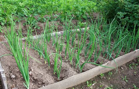 Planting Shallots In Your Garden | Garden plants vegetable, Growing ...