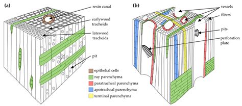 Parenchyma Cells In Plants