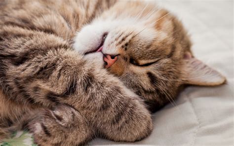 Sleeping Cat wallpaper | 1024x768 | #3818