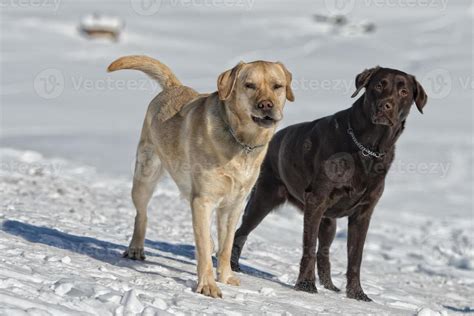 dogs while playing on the snow 12204977 Stock Photo at Vecteezy