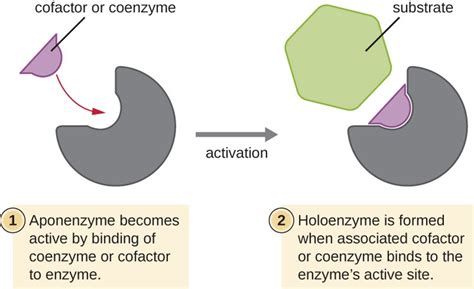 Difference Between Enzyme and Coenzyme - Pediaa.Com