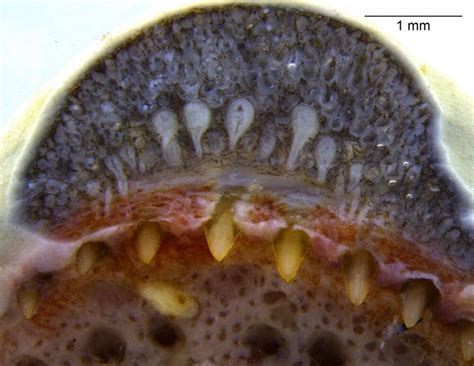 Venom Glands Similar To Those Of Snakes Are Found For First Time In ...