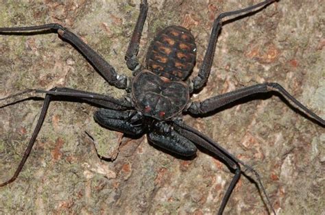 Amblypygi | Animals