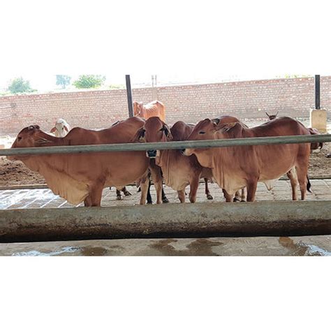 Sahiwal Cow Trader, Exporter, Supplier, Karnal, Haryana