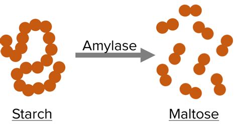 Digestive Enzymes Questions and Revision | MME