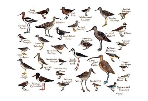 Shorebirds Bird Field Guide Style Watercolor Painting Print