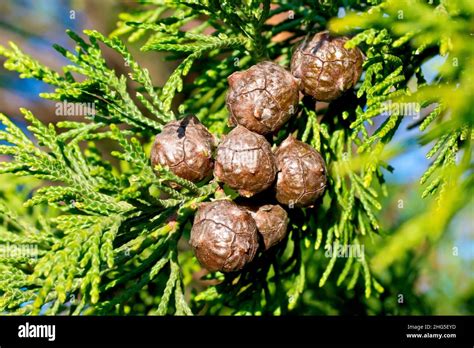 Cones cone hi-res stock photography and images - Alamy