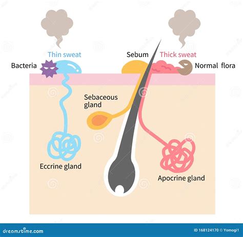 Sweat Glands. Apocrine And Eccrine Gland Anatomy. Cross Section Royalty ...