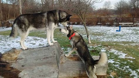 11 Husky Training Tips You Should Know - Your Dog Advisor