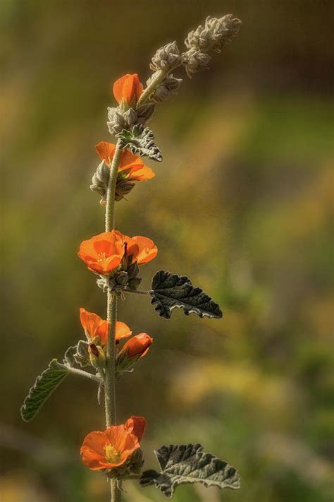 Orange Wildflowers Photograph by Saija Lehtonen | Pixels