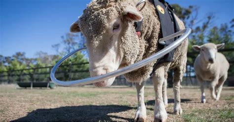 They Put A Special Vest On Their Elderly Sheep, But Keep An Eye On His ...