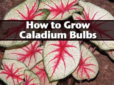 How to Grow Caladium Bulbs