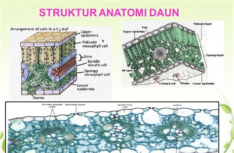 26+ Jelaskan Perbedaan Struktur Anatomi Daun Dikotil Dan Monokotil | Sin