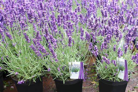 Benefits of Lavender | HGTV