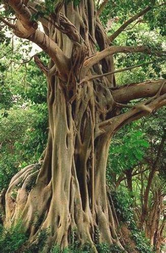 The Bodhi Tree, also known as Bo and 'peepal tree' in Nepal and Bhutan ...