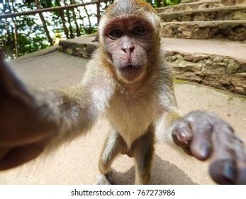 656 Monkey selfie Images, Stock Photos & Vectors | Shutterstock