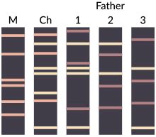 DNA paternity testing - Wikipedia