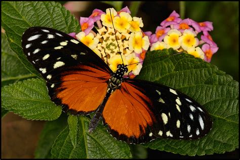 Heliconius Page