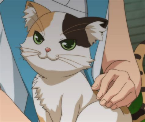 Calico Cat | Mondaiji tachi ga Isekai Kara Kuru Sō Desu yo? Wiki ...