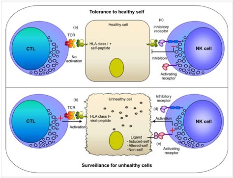 Natural Killer Nk Cells