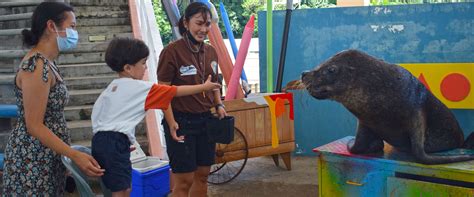 Sea Lion Paint and Play - Ocean Adventure Subic Bay