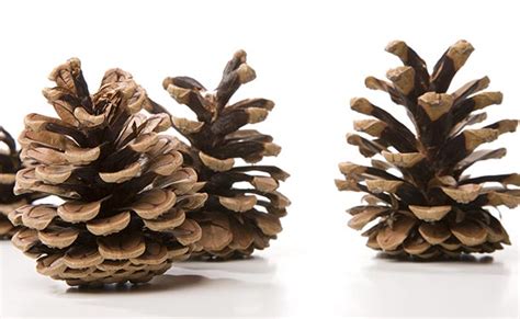 Pine Cones – The Tree Care Guide