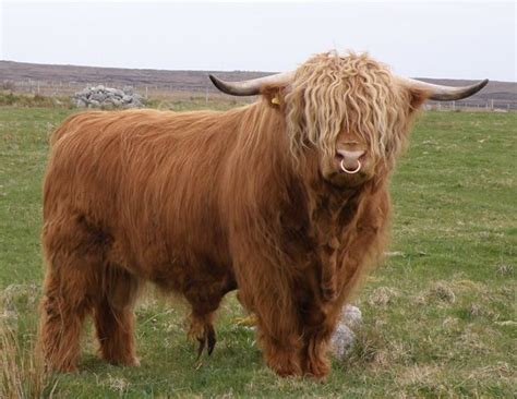 Bull Photos - Heartland Highland Cattle