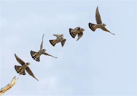 Falcon Flight Photograph by Art Cole