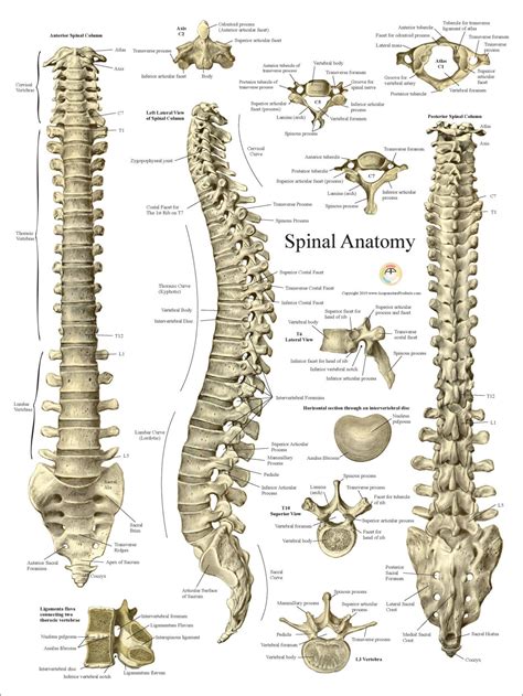 Spinal Column Vertebrae Anatomy Poster 18 X 24 Spine Wall Chart in ...