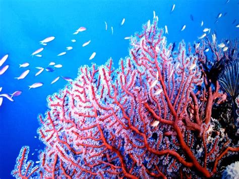 underwater-plants colorful! | under and around the sea | Pinterest ...