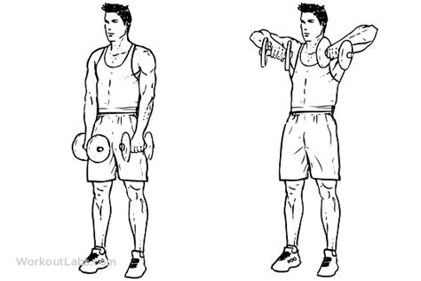 Upright Dumbbell Row | Illustrated Exercise guide - WorkoutLabs