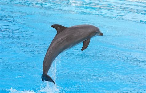 45LOVERS: bottlenose dolphin habitat