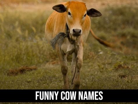 200+ Cute and Funny Cow Names [Cow Pun Edition]