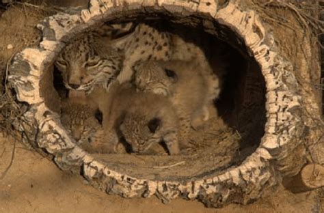 Iberian Lynx Cubs