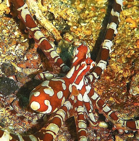 Wonderpus and Mimic Octopus Facts: Fascinating Mollusks - Owlcation