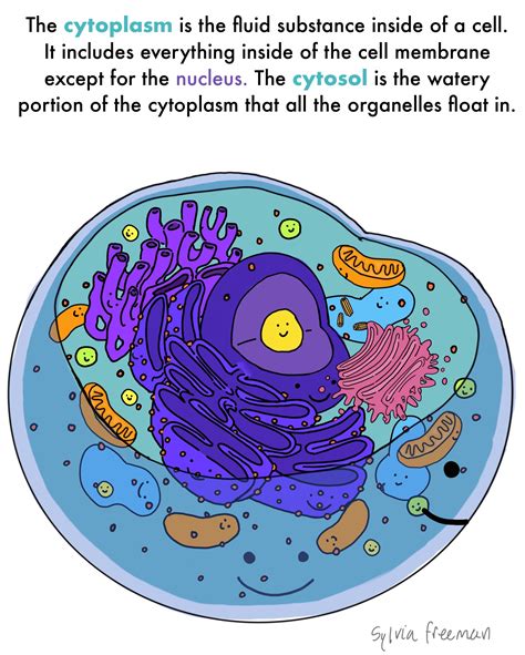 Cytoplasm — Structure & Function - Expii