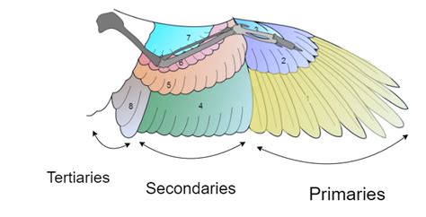 Bird Wing Anatomy Bones