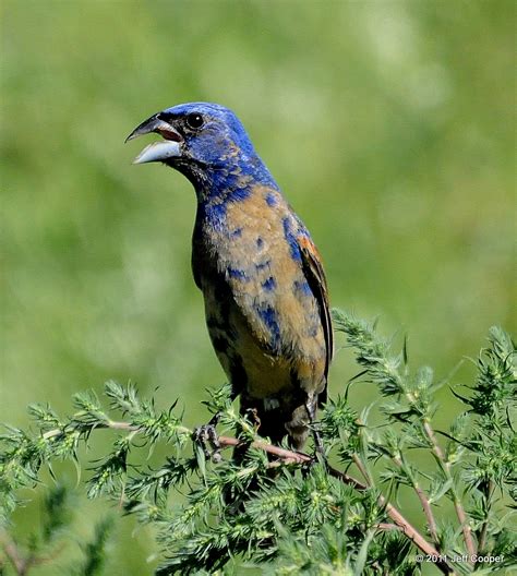 NeoVista Birding: Blue Grosbeak: My Favorite Summer Passerine