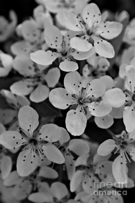 Satsuma Plum Blossom Photograph by Clare Bevan - Fine Art America